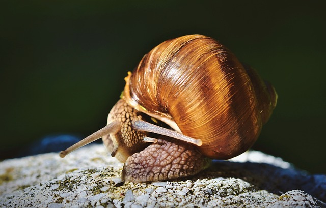 Methode de degorgement des escargots